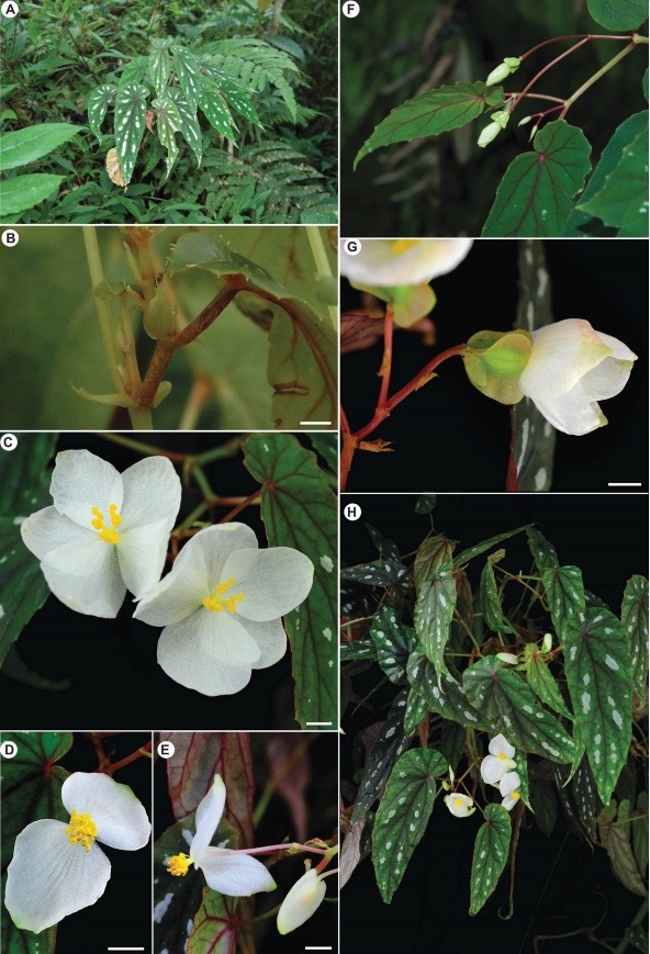 B. balangcodiae